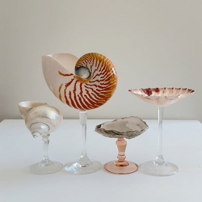 Seashell Wine Glass with Crystal Stem