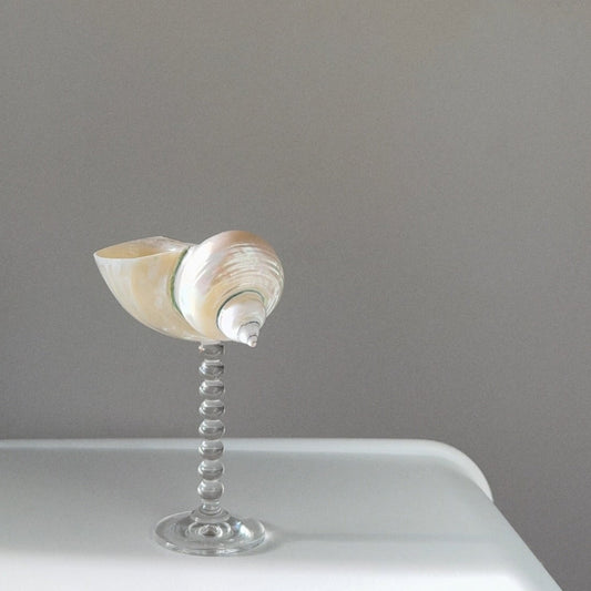 Turbo Shell Decorative Vessel