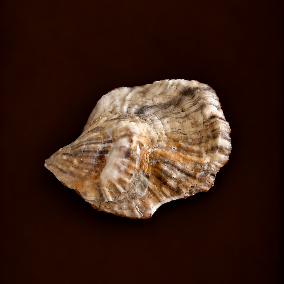 Oyster Shell Trinket Tray