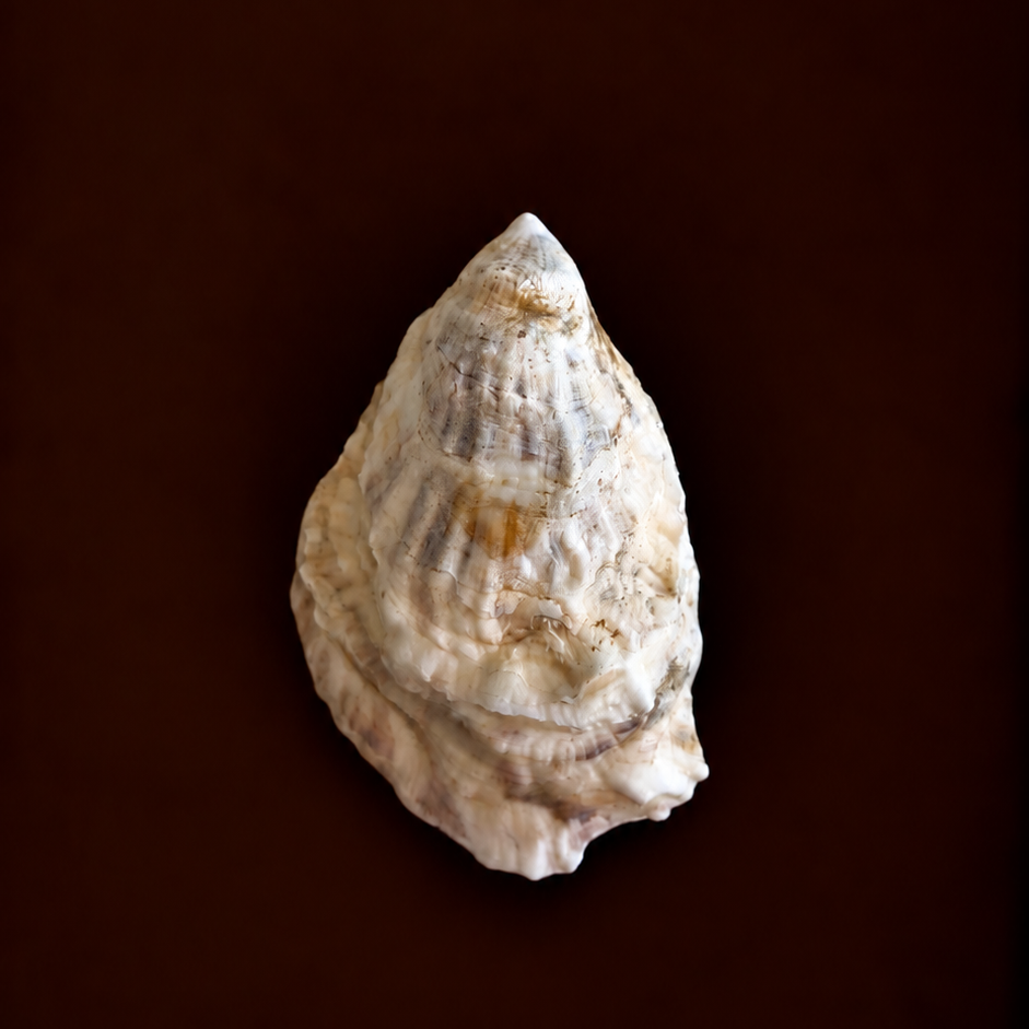 Pearl Oyster Shell Ring Holder