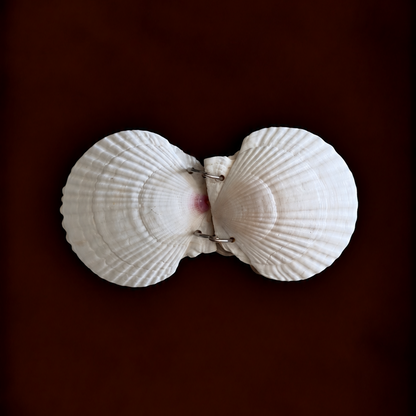 Scallop Shell Notebook Journal