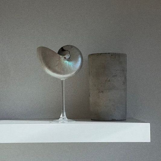 Nautilus Shell Cocktail Glass