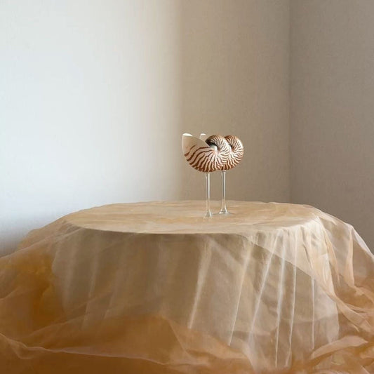 Natural Nautilus Seashell Glass