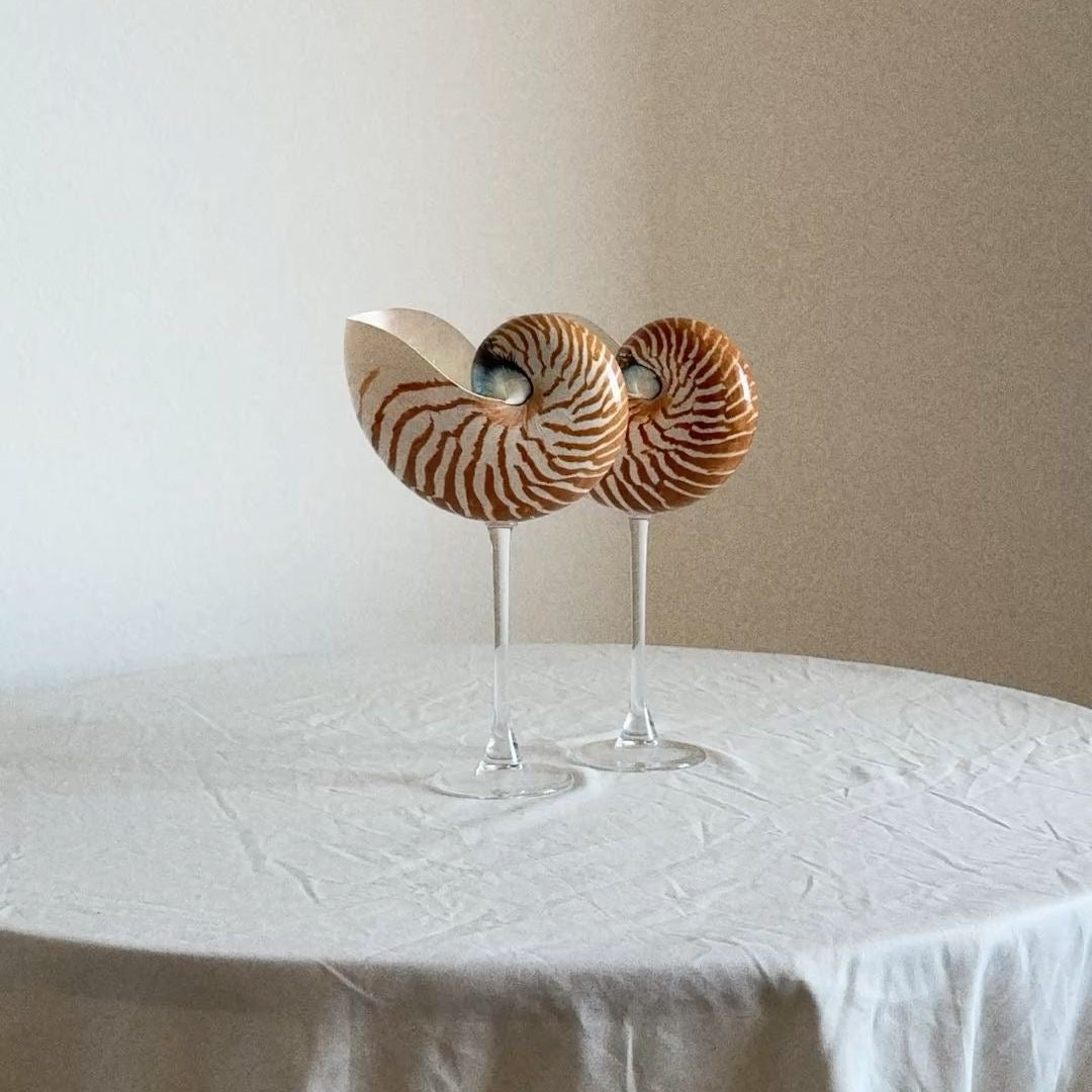 Nautilus Shell Cocktail Glass