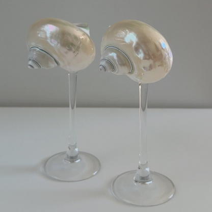Seashell Glasses