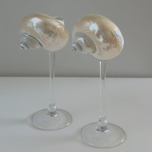 Seashell Glasses