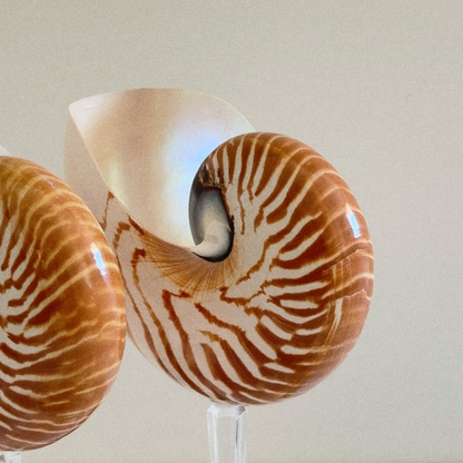 Nautilus Shell Crystal Stem Glasses - Set of 2