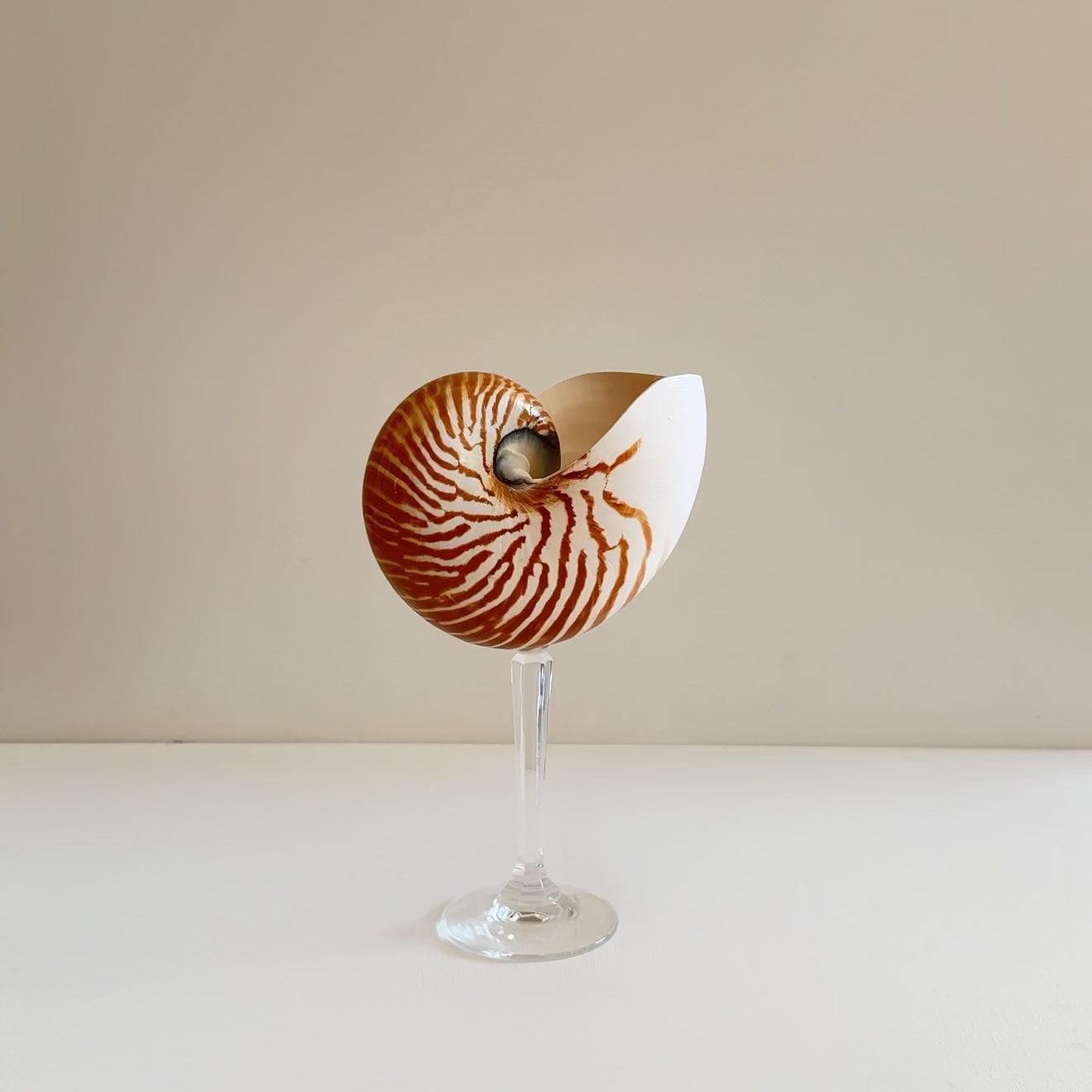 Nautilus Shell Crystal Stem Glasses - Set of 2