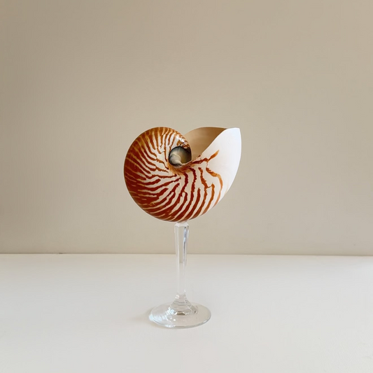 Nautilus Shell Crystal Stem Glasses - Set of 2