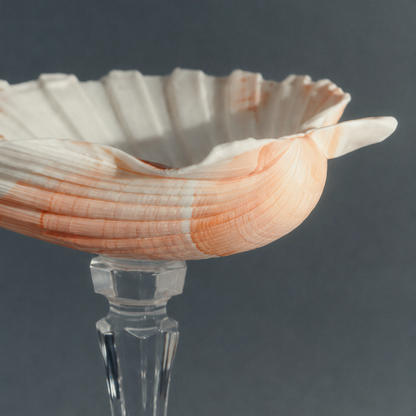 Close-up of genuine scallop seashell dish with crystal stem, coral and cream coastal decor