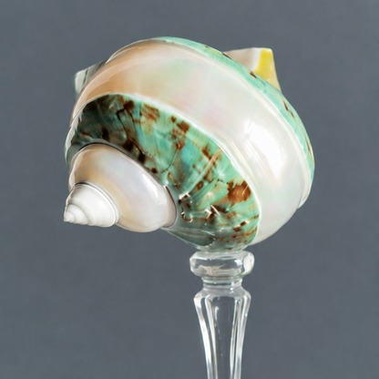 Close-up of green turban seashell coupe on crystal stem