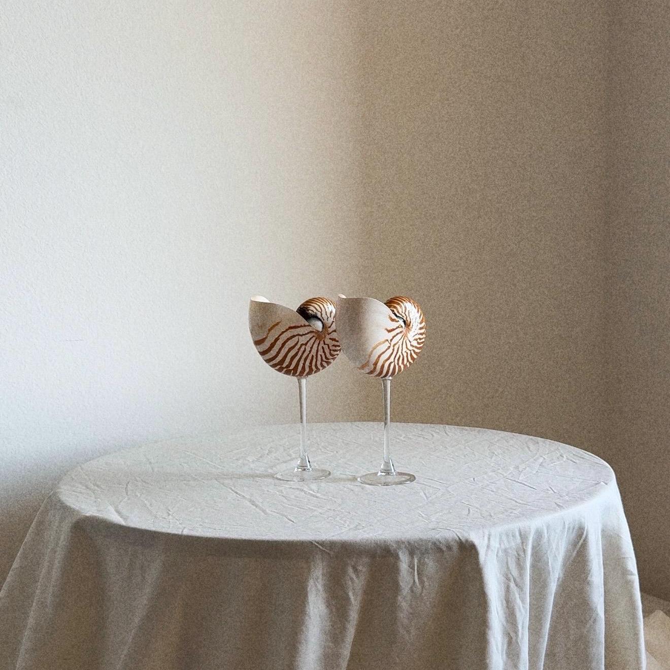 Natural Nautilus Seashell Glass