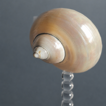 Seashell bubble stem coupe glass, coastal barware decor
